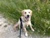 Golden retriever Molly [ Himmelhund]
