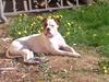 Amerikansk bulldog PRIMO