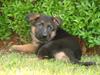 Schæferhund Plys' Canja ( solgt ) [Tidl. hund]