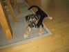 Blanding af racer Rollo [Tidl. hund]