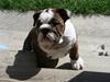 Engelsk bulldog Sweet Lady Brad aka. Lady