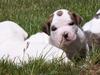 Amerikansk bulldog Kettner´s Genie R.I.P [ Himmelhund]