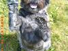 Cairn terrier Emma<3 *Himmelhunden*