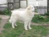 Pyreneerhund Sandybear's Jaffa