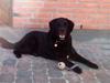 Blanding af racer Walther - R.I.P [ Himmelhund]