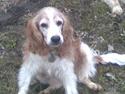 Welsh springer spaniel Qitaihe - Øffe