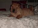 Shar pei Nelly søger leger ven