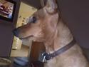 Dvaergpinscher ~*Perle*~~