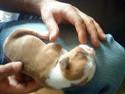 Amerikansk staffordshire terrier Sille