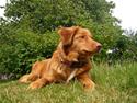 Nova scotia duck tolling retriever Maggie
