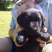 Labrador retriever Maggi 
