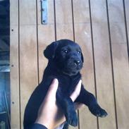 Labrador retriever Maggi 