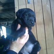 Labrador retriever Maggi 