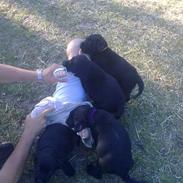 Labrador retriever Maggi 