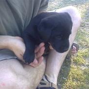 Labrador retriever Maggi 