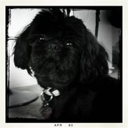 Shih tzu Mimi