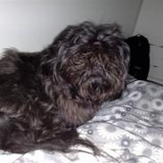 Shih tzu Mimi