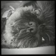 Shih tzu Mimi