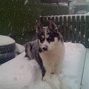 Siberian husky Akita