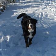 Berner sennenhund Max