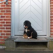 Berner sennenhund Max