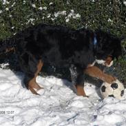 Berner sennenhund Max