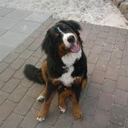 Berner sennenhund Max