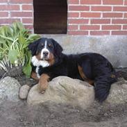 Berner sennenhund Max