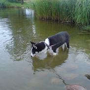 Siberian husky Akita