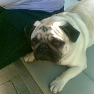 Mops Lucca