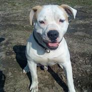 Amerikansk bulldog Bull