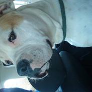 Amerikansk bulldog Bull