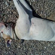 Amerikansk bulldog Bull