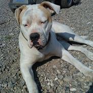 Amerikansk bulldog Bull