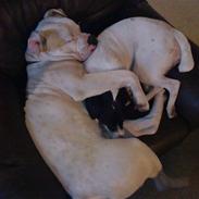 Amerikansk bulldog Bull
