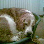 Welsh springer spaniel Qitaihe - Øffe