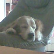 Welsh springer spaniel Qitaihe - Øffe