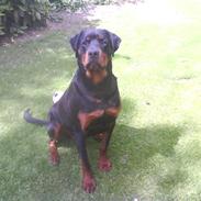 Rottweiler Kento (R.I.P)