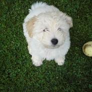 Coton de tulear Muffi