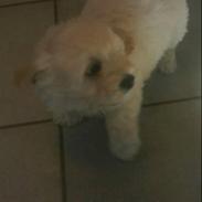 Coton de tulear Muffi