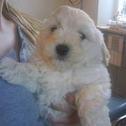 Coton de tulear Muffi