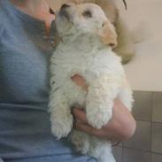 Coton de tulear Muffi