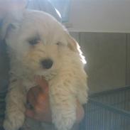 Coton de tulear Muffi