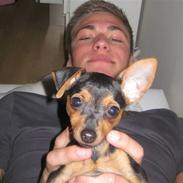 Blanding af racer Holly