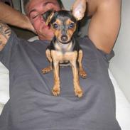 Blanding af racer Holly