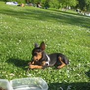 Blanding af racer Holly