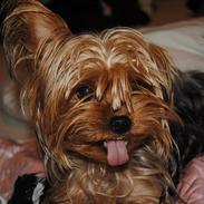 Yorkshire terrier Bertha