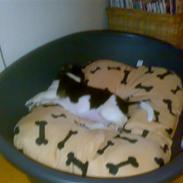 Jack russell terrier Issa