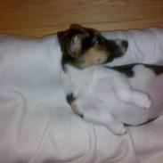 Jack russell terrier Issa
