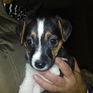 Jack russell terrier Issa